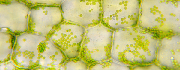 Hydration and Cellular Function: The Science Behind Water, Electrolytes, and Cellular Health
